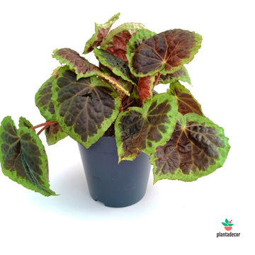 Begonia Dongoranensis