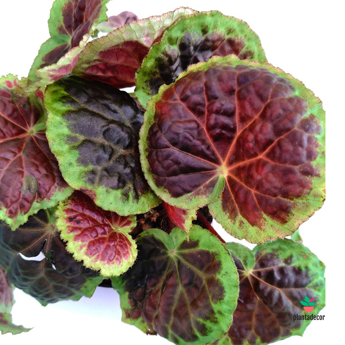 Begonia Dongoranensis