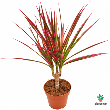 Dracaena Marginata 'Colorama'
