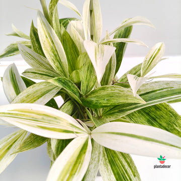 Dracaena Godseffiana Silver