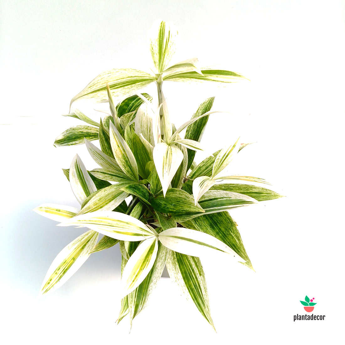 Dracaena Godseffiana Silver