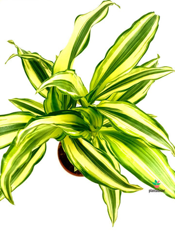 Dracaena 'Yellow Coast'