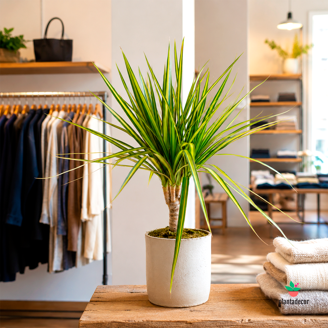 Dracaena Sunray
