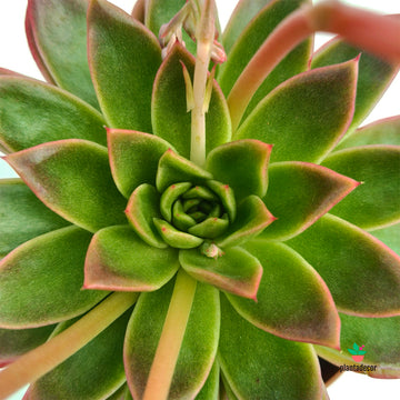Echeveria Agavoides