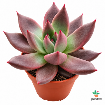 Echeveria Agavoides Taurus "Mini"