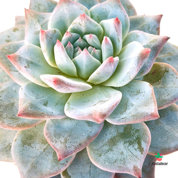 Echeveria Blue Bird