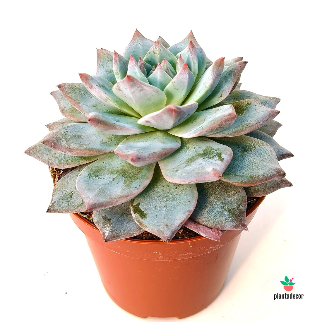 Echeveria Blue Bird
