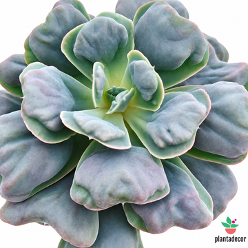 Echeveria Blue Heart