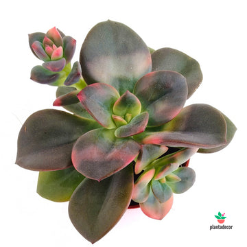 Echeveria Chroma