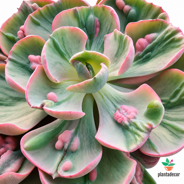 Echeveria Cleopatra