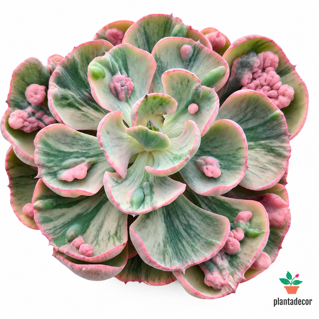 Echeveria Cleopatra