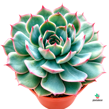 Echeveria Colorata Stellar