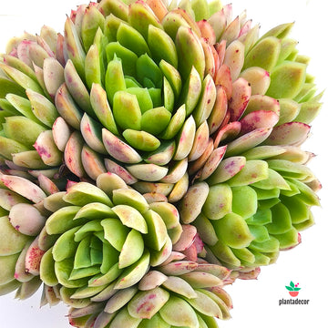Echeveria Elegans