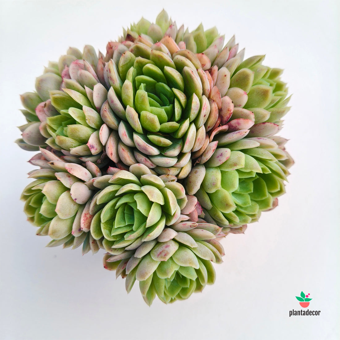 Echeveria Elegans
