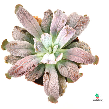 Echeveria Linguas