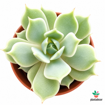 Echeveria Lola  Mini