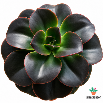 Echeveria Melaco