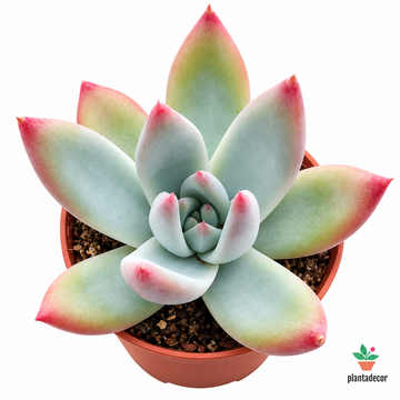 Echeveria Mexican Giant - Mini