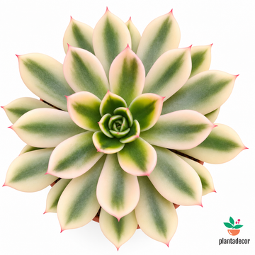Echeveria Miranda 'Variegata'