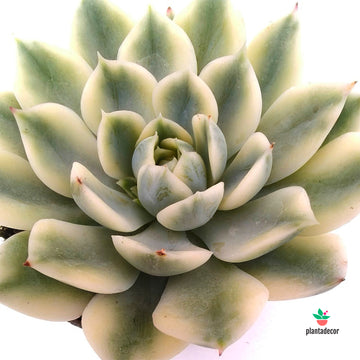 Echeveria Moon Fairy