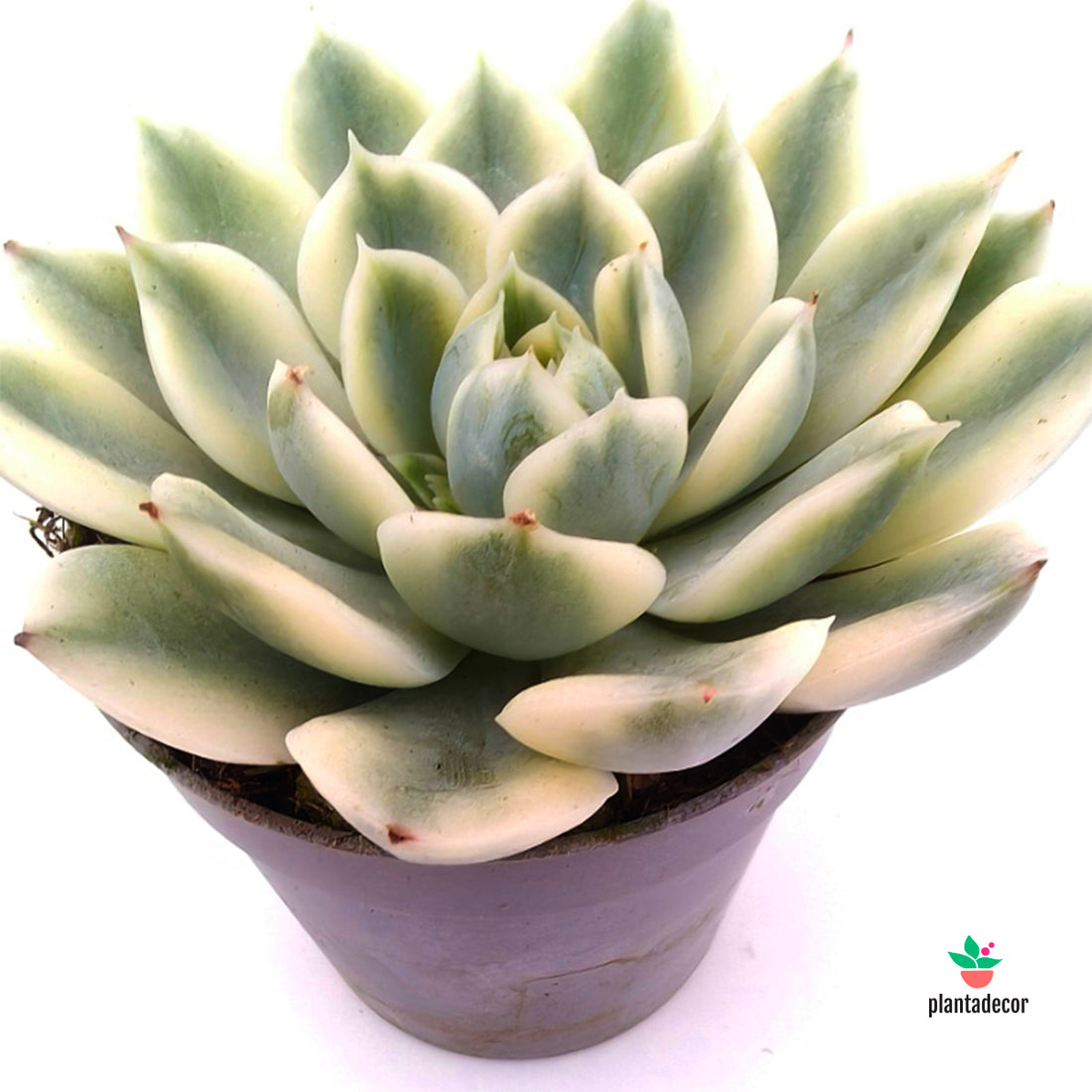 Echeveria Moon Fairy