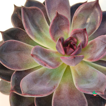 Echeveria Nebula Purple