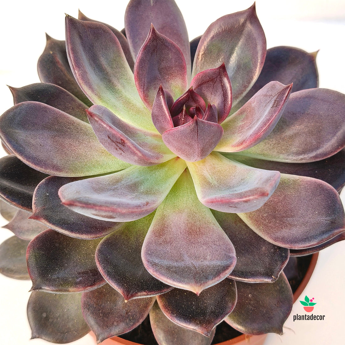 Echeveria Nebula Purple