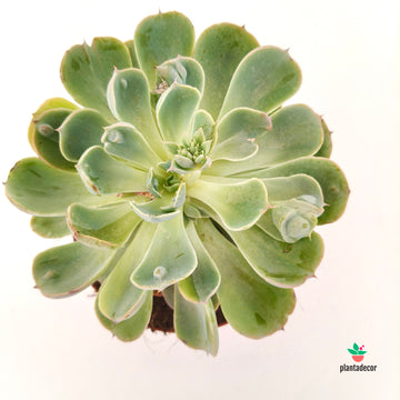 Echeveria Rain Drops