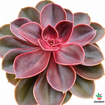 Echeveria Red Ruby