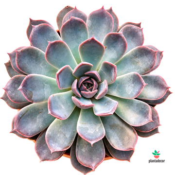 Echeveria Summer