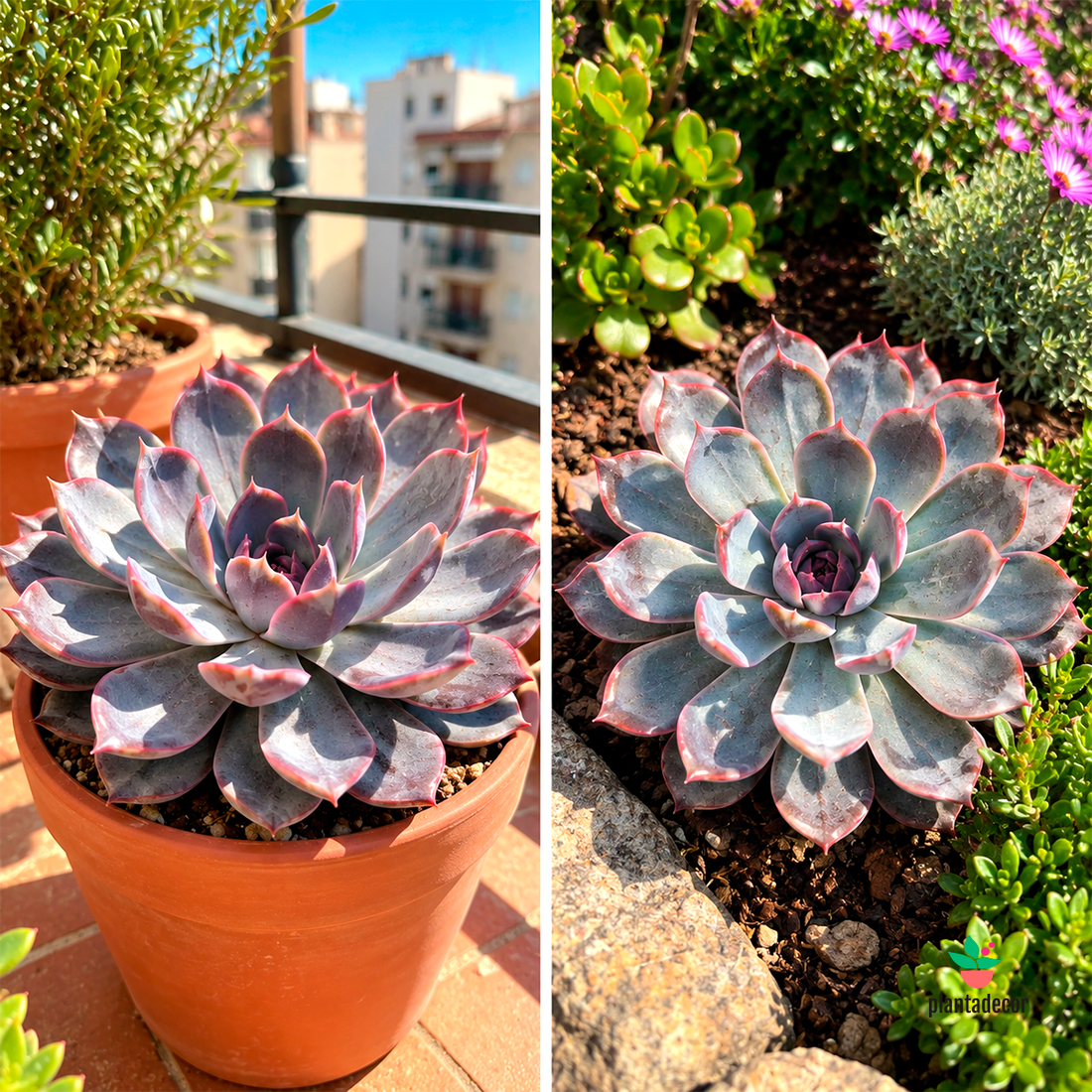 Echeveria Summer