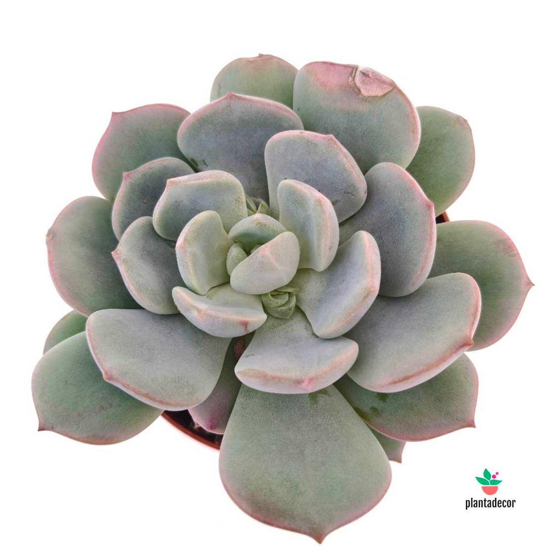 Echeveria Yoni