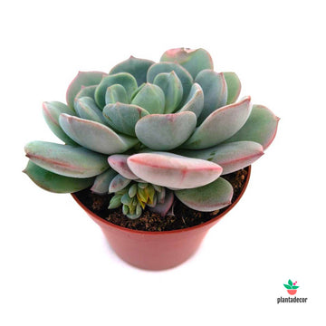 Echeveria Yoni