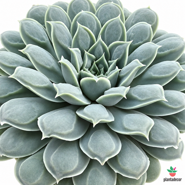 Echeveria 'Heart Signal'