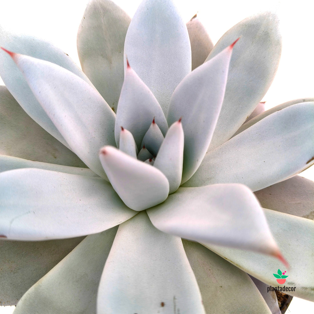 Echeveria Mexican Giant