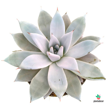 Echeveria Mexican Giant