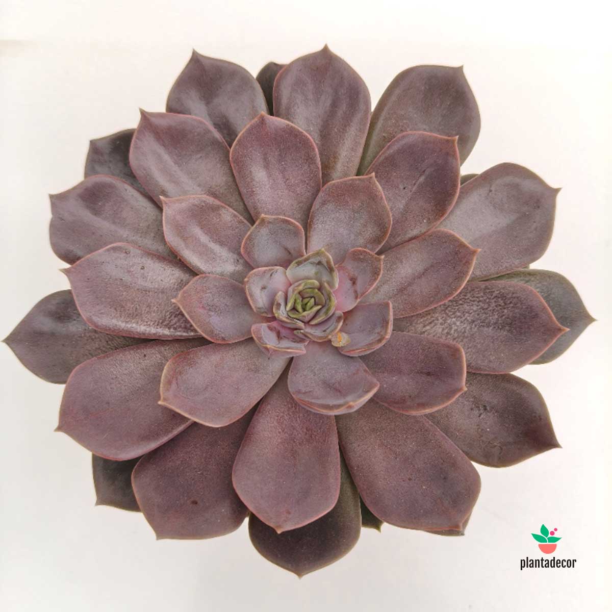 Echeveria Mina