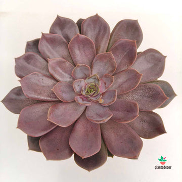 Echeveria Mina