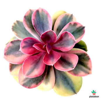 Echeveria Rainbow