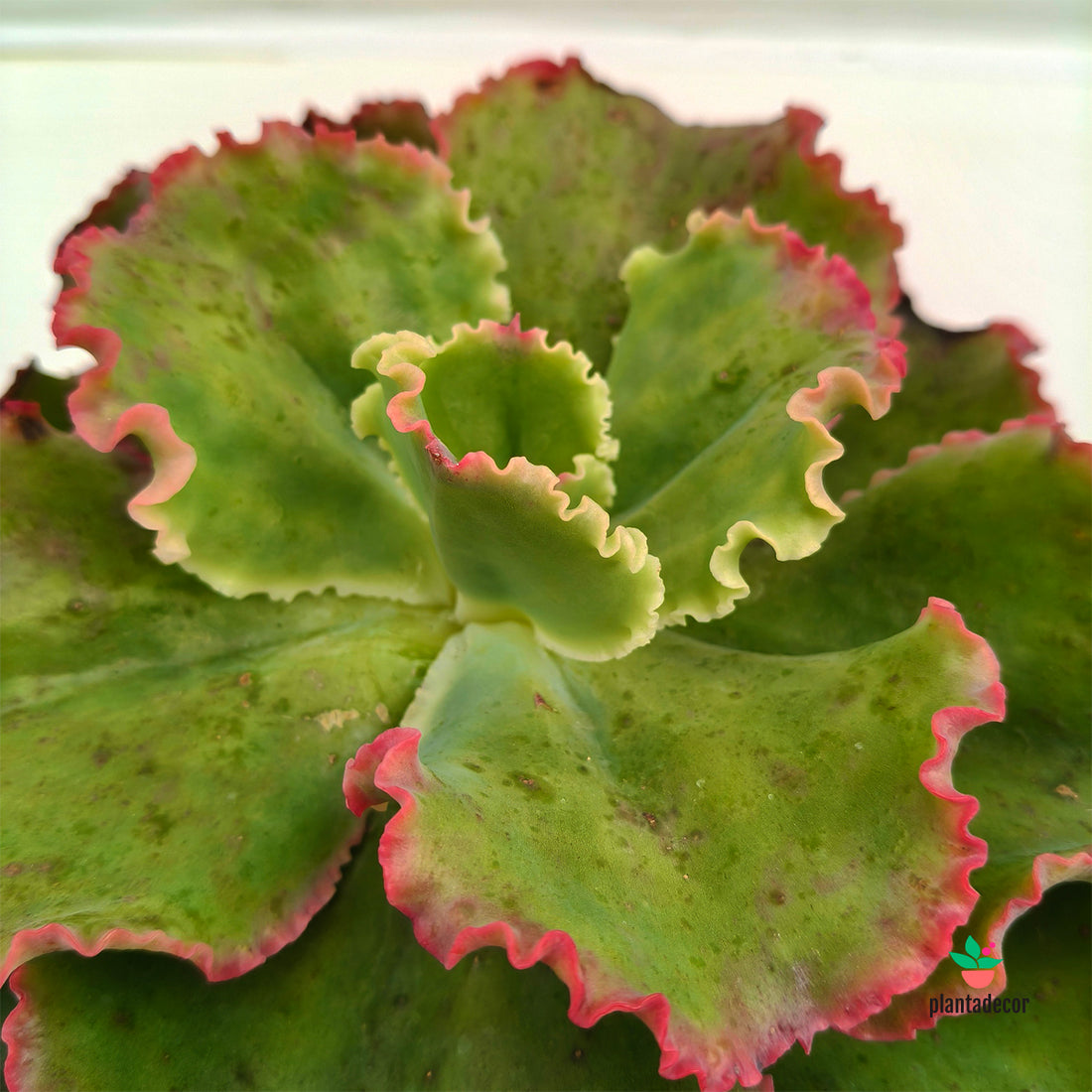 Echeveria First lady