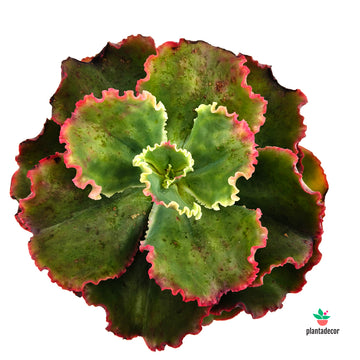 Echeveria First lady