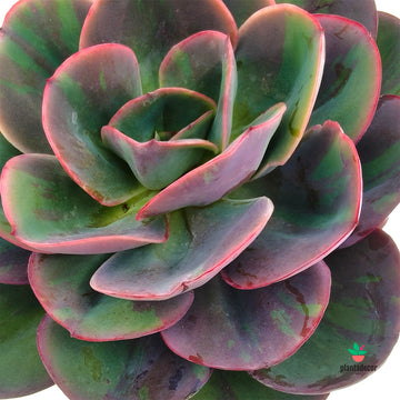Echeveria Gigantea
