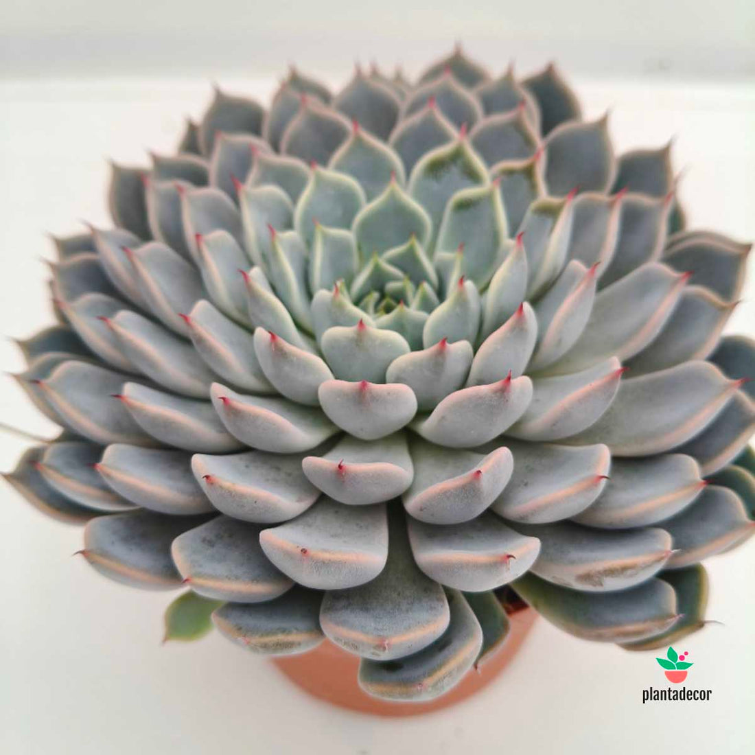 Echeveria Texensis Rosea