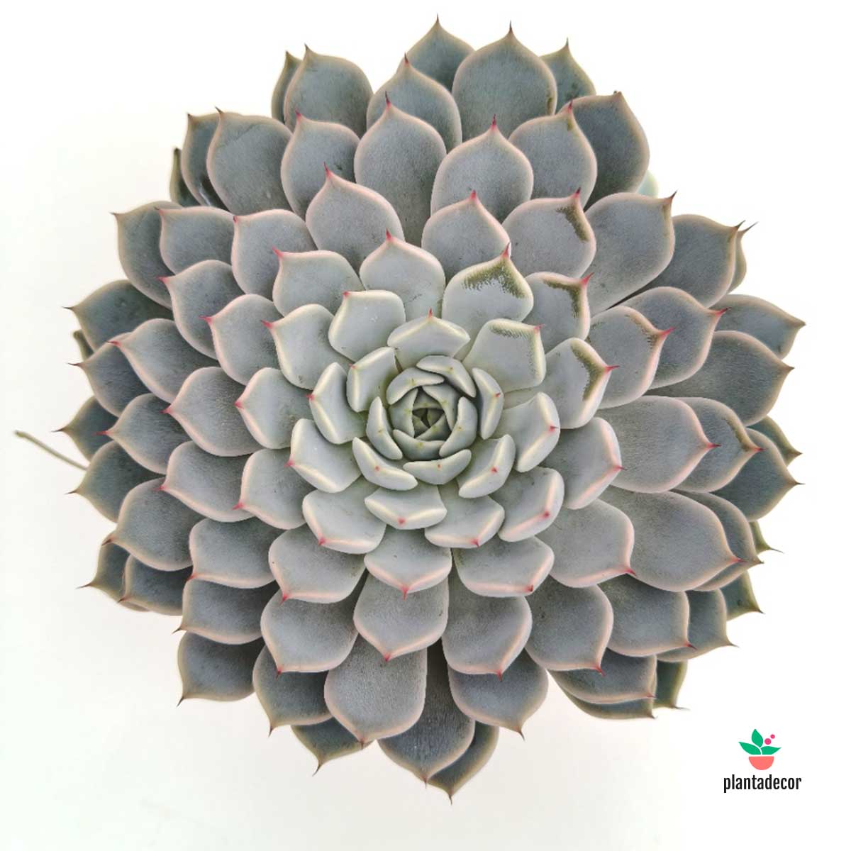 Echeveria Texensis Rosea