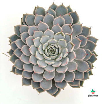 Echeveria Texensis Rosea