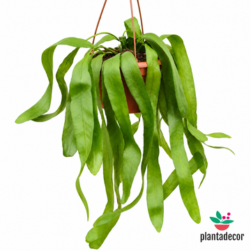 Ephiphyllum Pumilum