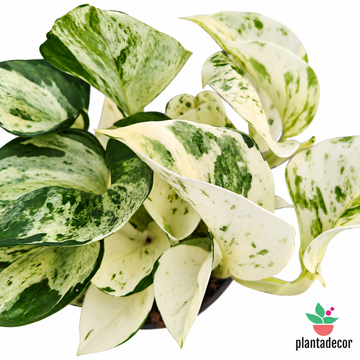 Epipremnun "Happy Leaf"