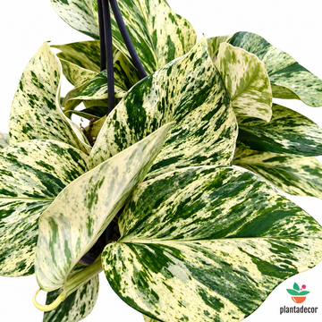 Epipremnum "Snow Leopard"
