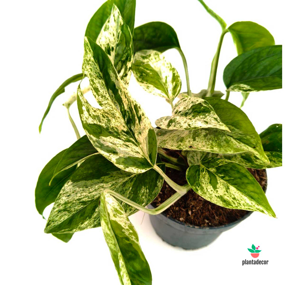 Epipremnum "Marble King"