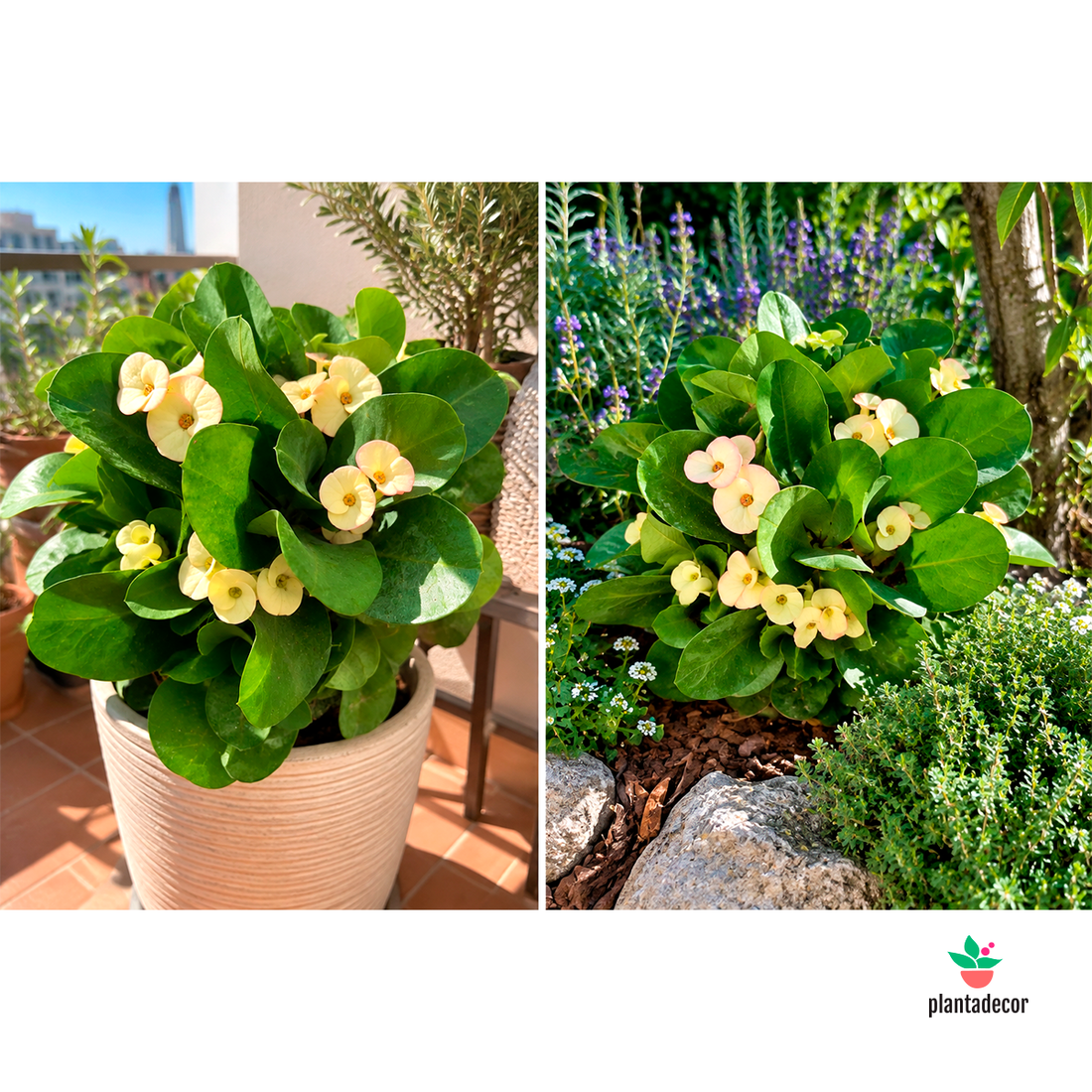 Euphorbia Millii Yellow